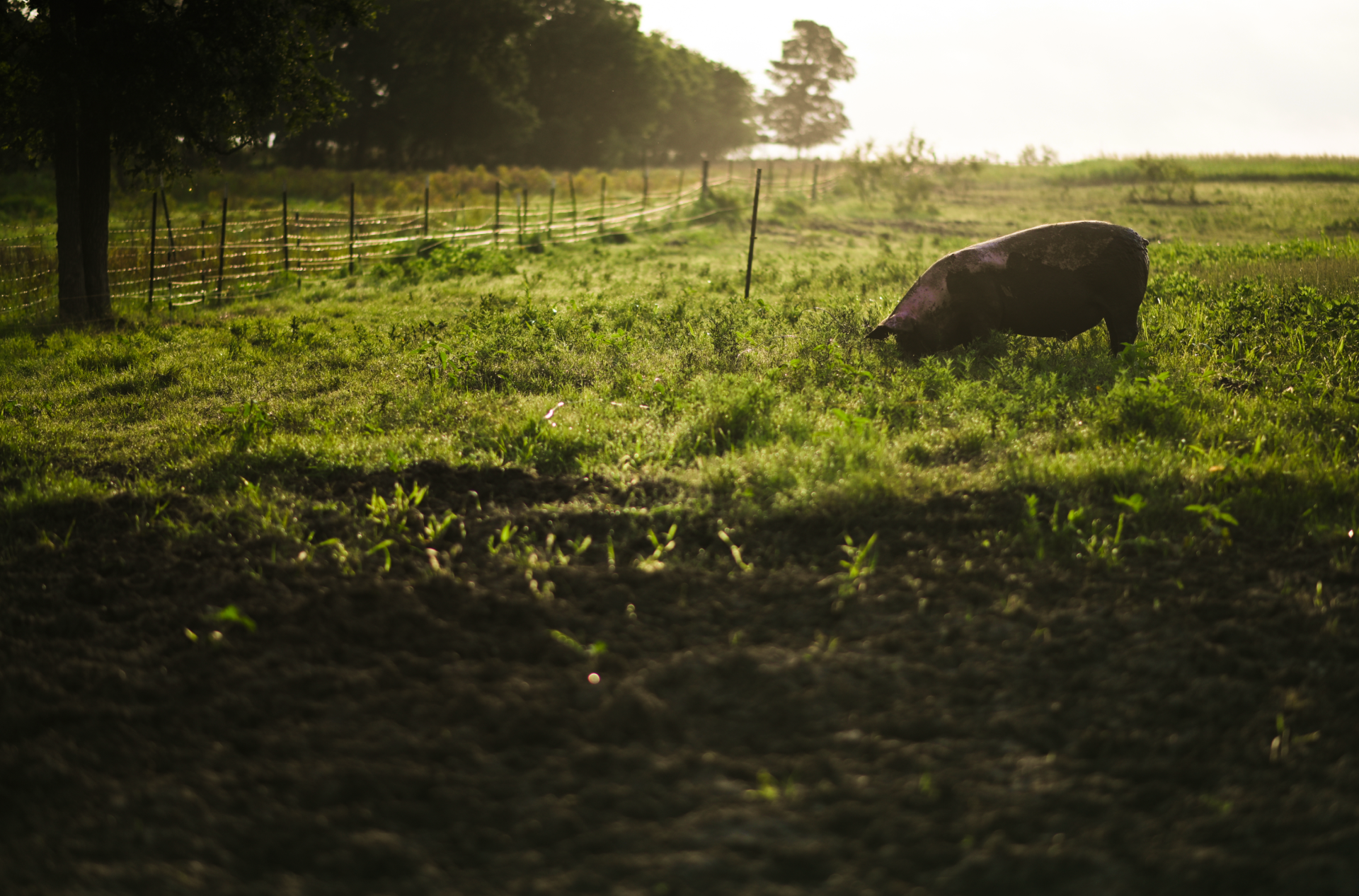 Pasture-raised pig at the farm