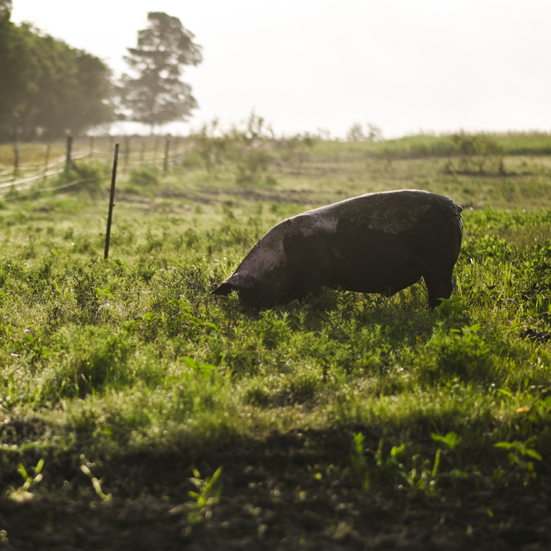A pig at our family farm